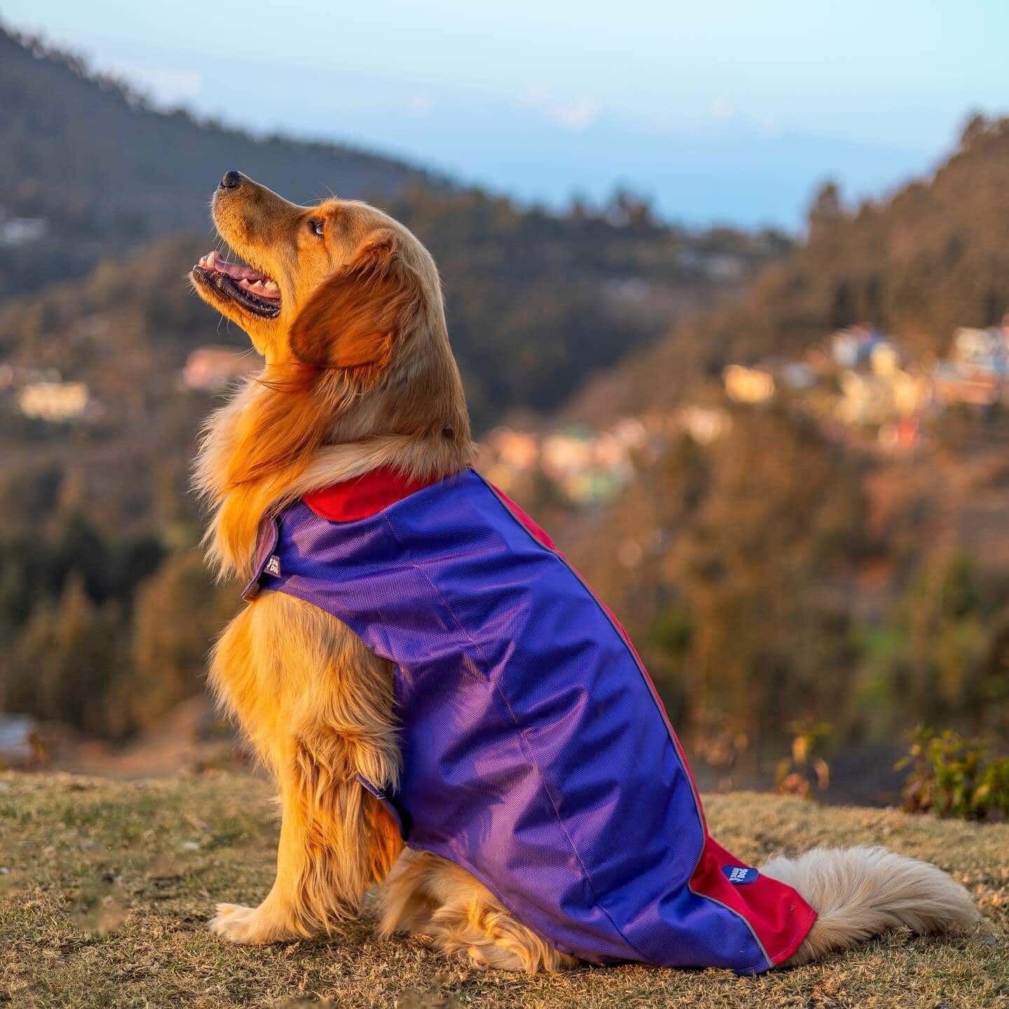 Heads Up For Tails in Colaba,Mumbai Best Pet Food Dealers in Mumbai