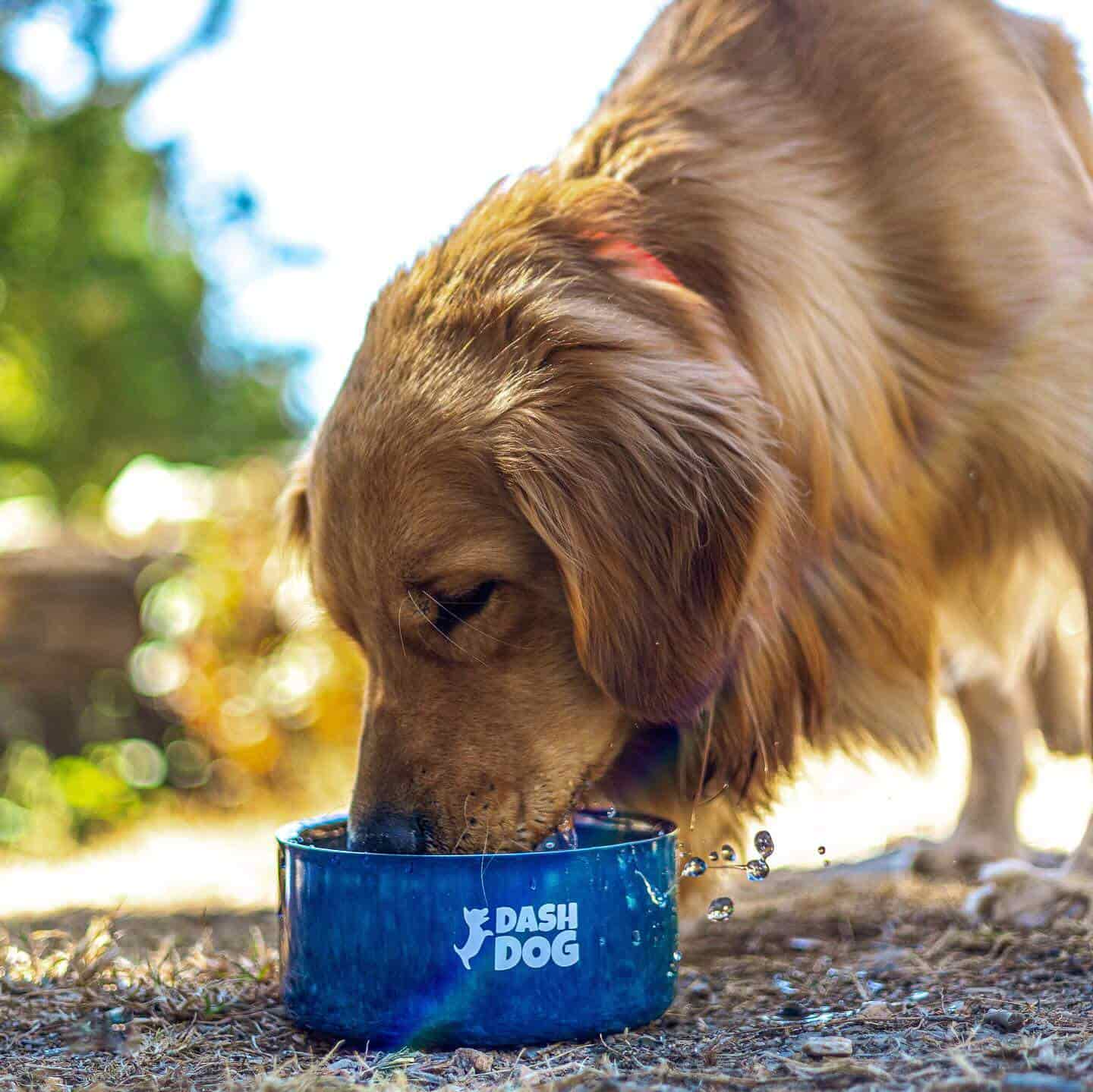 Pet Products: Capitalizing on the Pet Industry