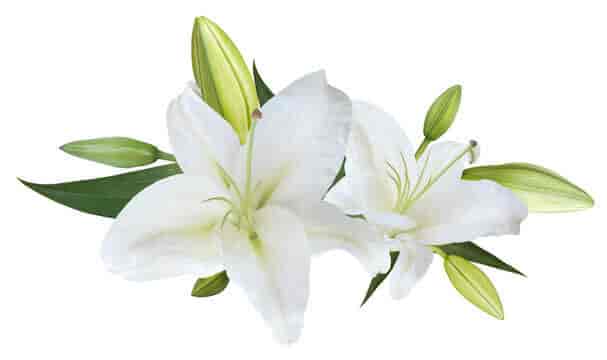 Top Flower Wholesalers in Tirumala - Best Florist Wholesalers 