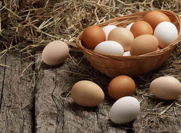 Top Country Egg Wholesalers in Ravulapalem near me - Justdial