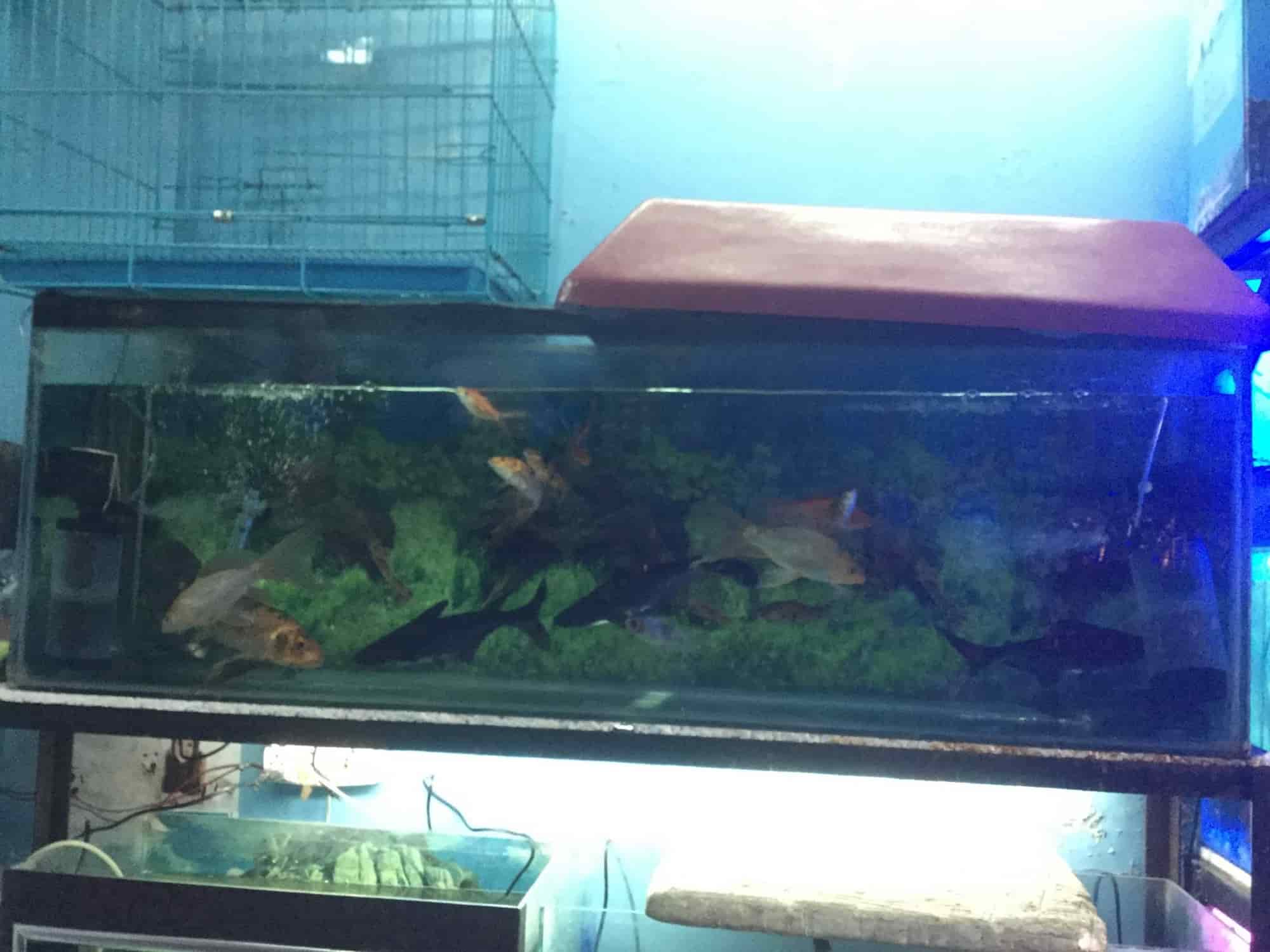 Top Pet Shops in Dehradun Best Pet Store near me Justdial