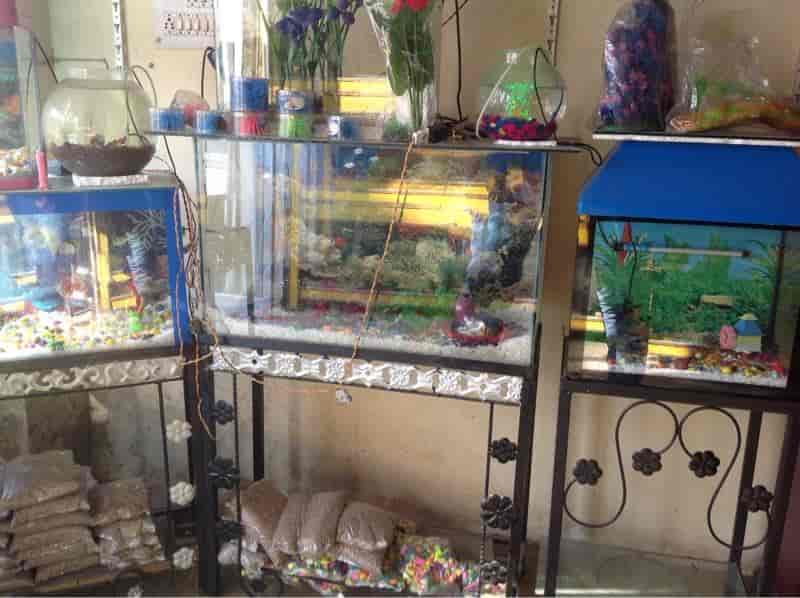 Mannat Fish Aquarium in Dehradun City,Dehradun Best Aquariums in