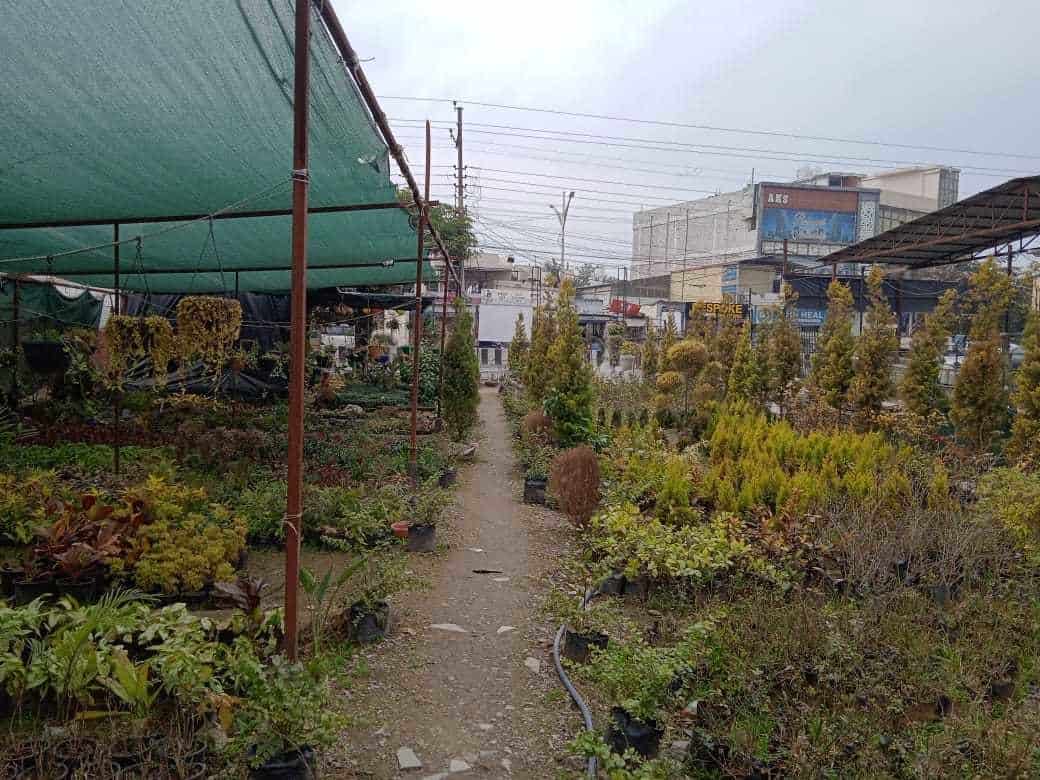 Catalogue Saxena Nursery in Dehradun City , Dehradun Justdial