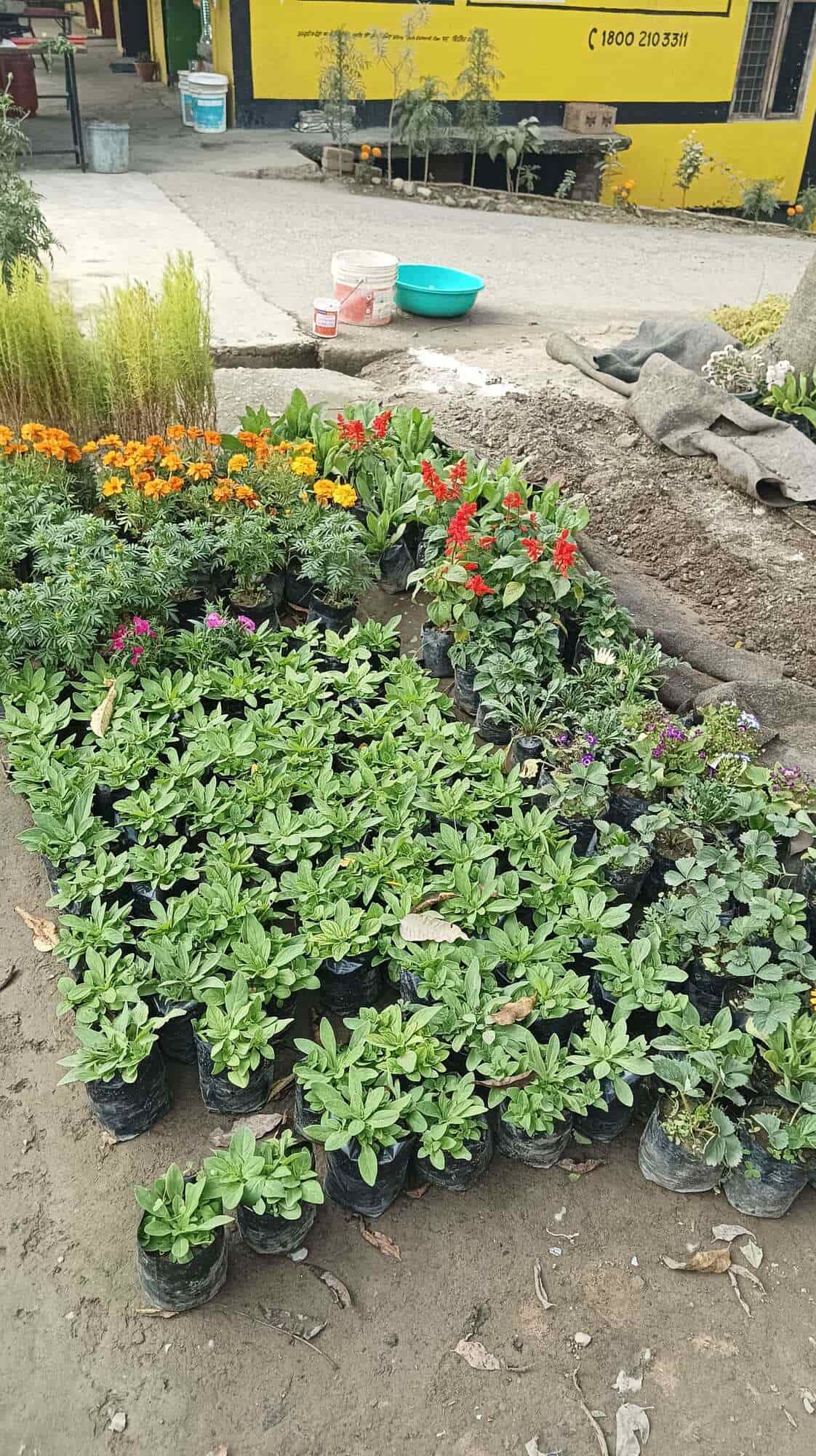 Kajal Nursery in Prem Nagar,Dehradun Best Plant Nurseries in Dehradun