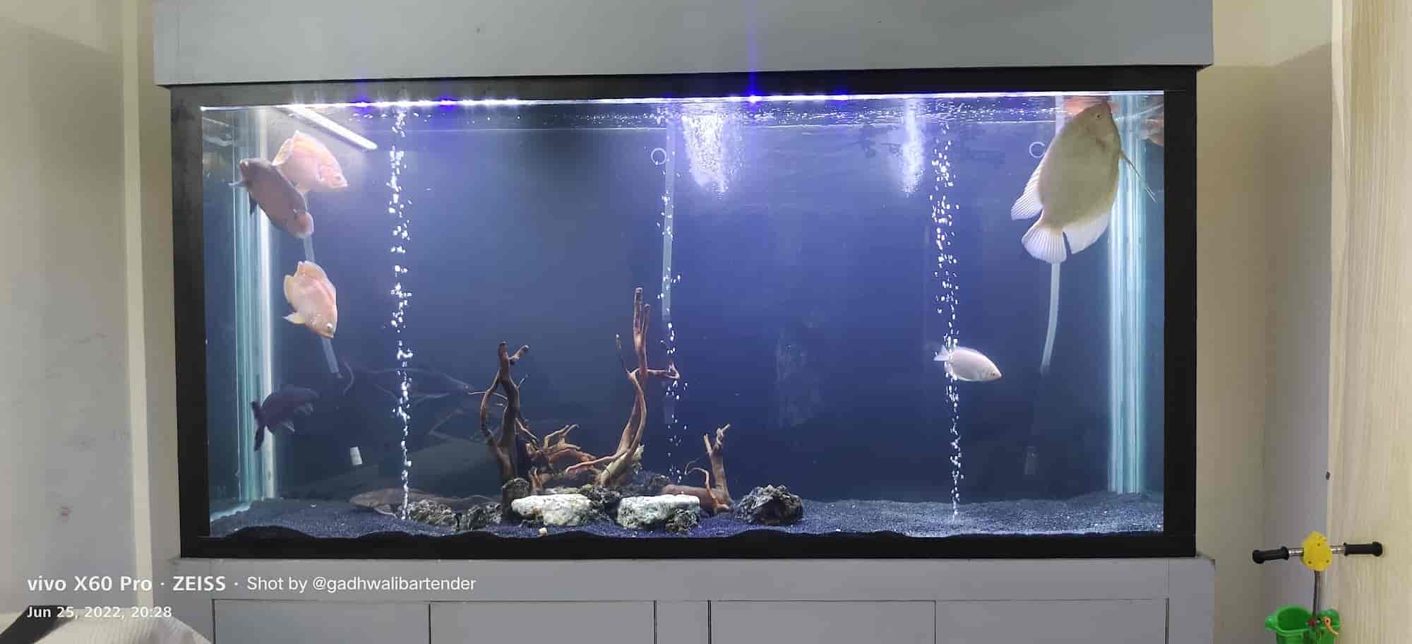 Saurabh Fish Aquarium & Pet Shop in Dehradun City,Dehradun Best