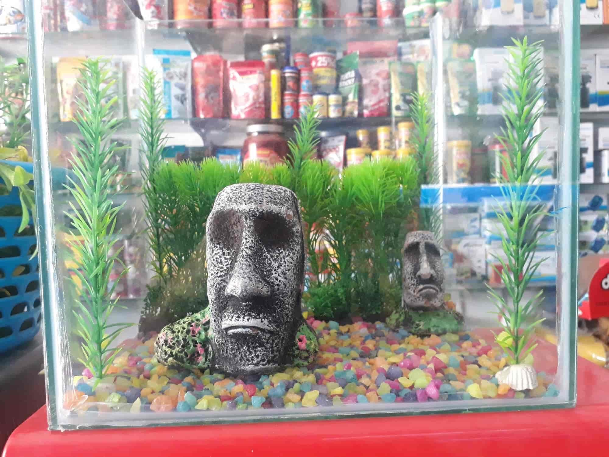 Saurabh Fish Aquarium & Pet Shop in Dehradun City,Dehradun Best