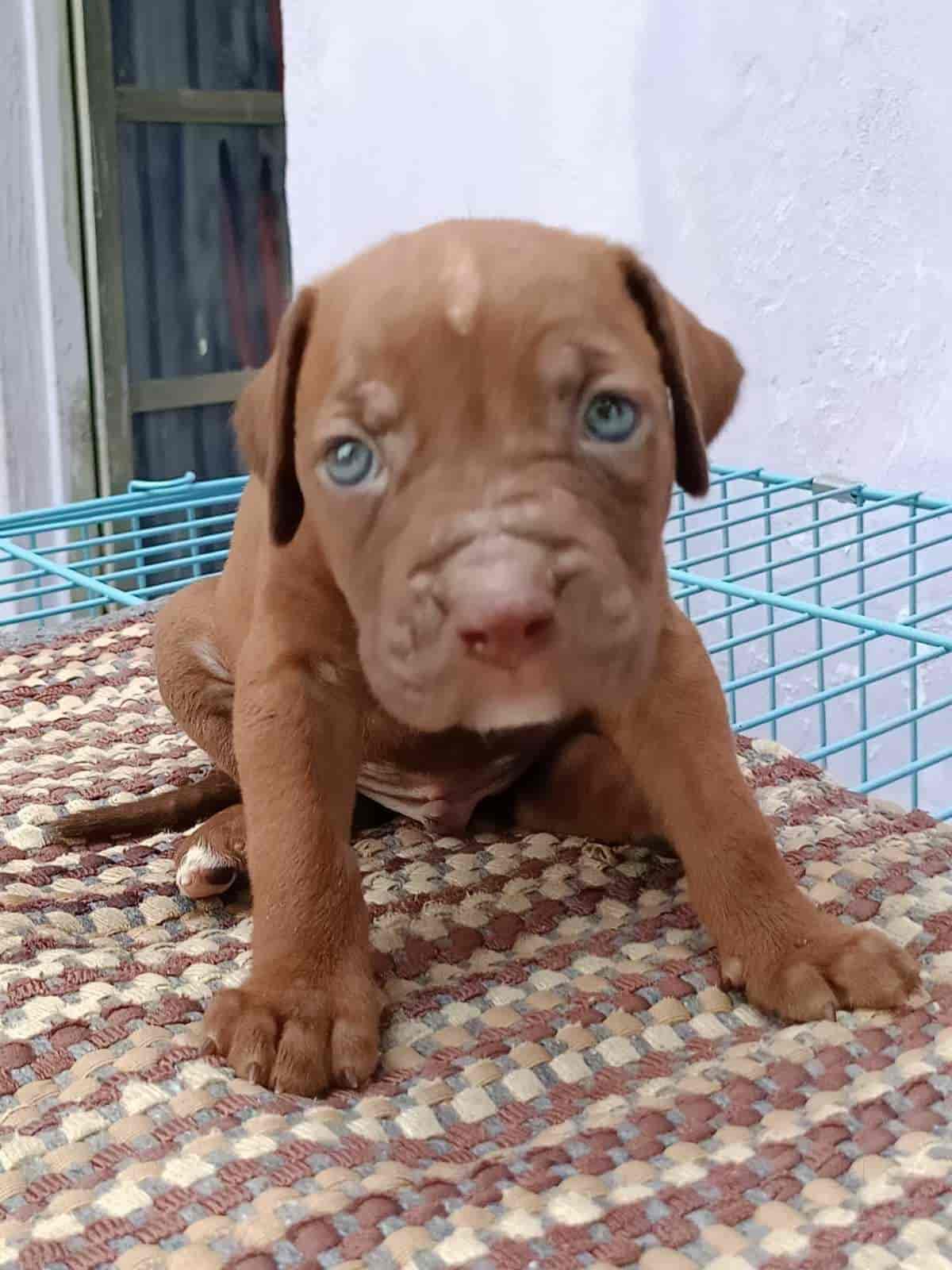 Top Pet Shops in Dehradun Best Pet Store near me Justdial