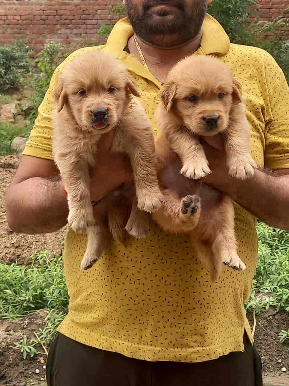 Top Pet Shops in Dehradun Best Pet Store near me Justdial