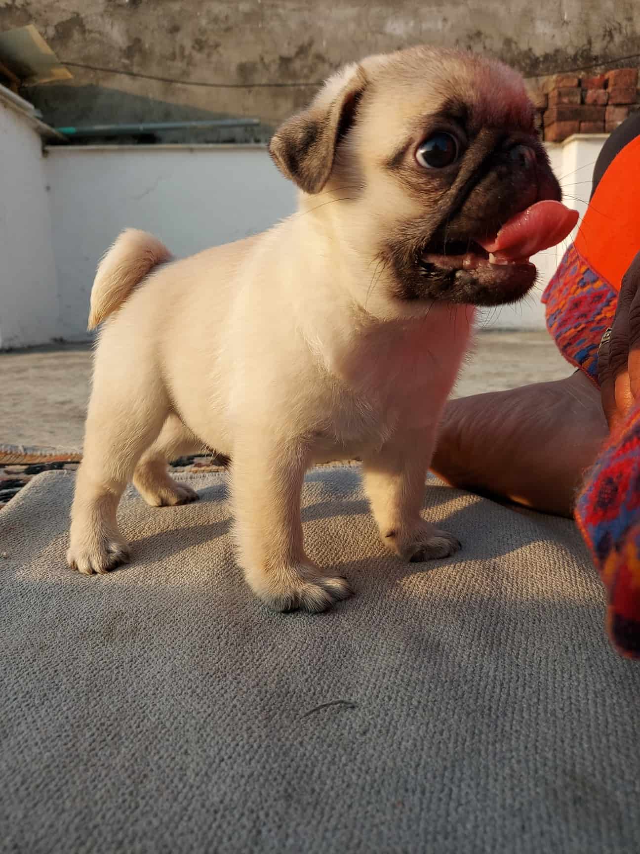 Top Pet Shops in Dehradun Best Pet Store near me Justdial