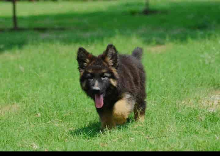 Top Pet Shops in Dehradun Best Pet Store near me Justdial