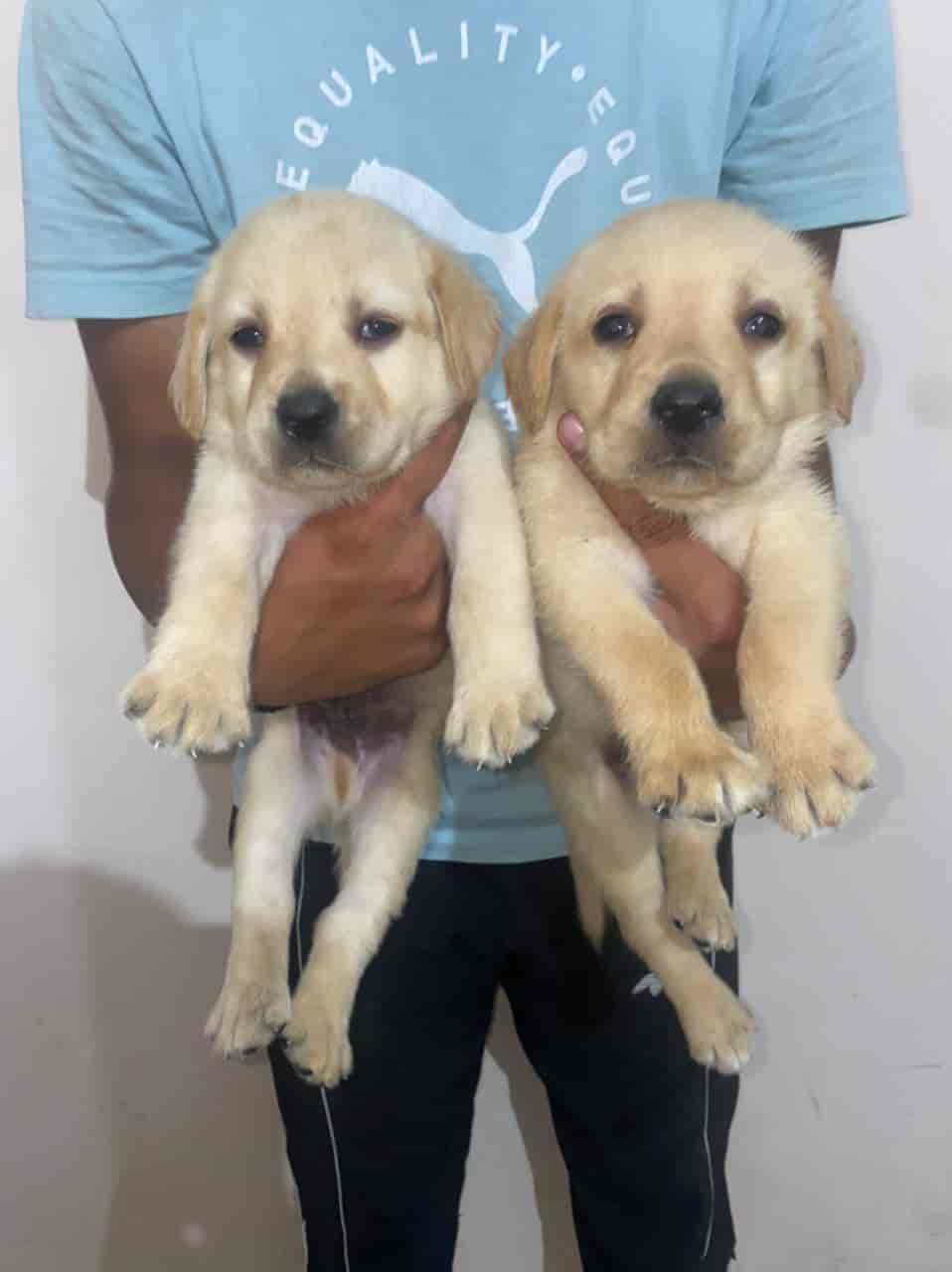 Top Pet Shops in Dehradun Best Pet Store near me Justdial