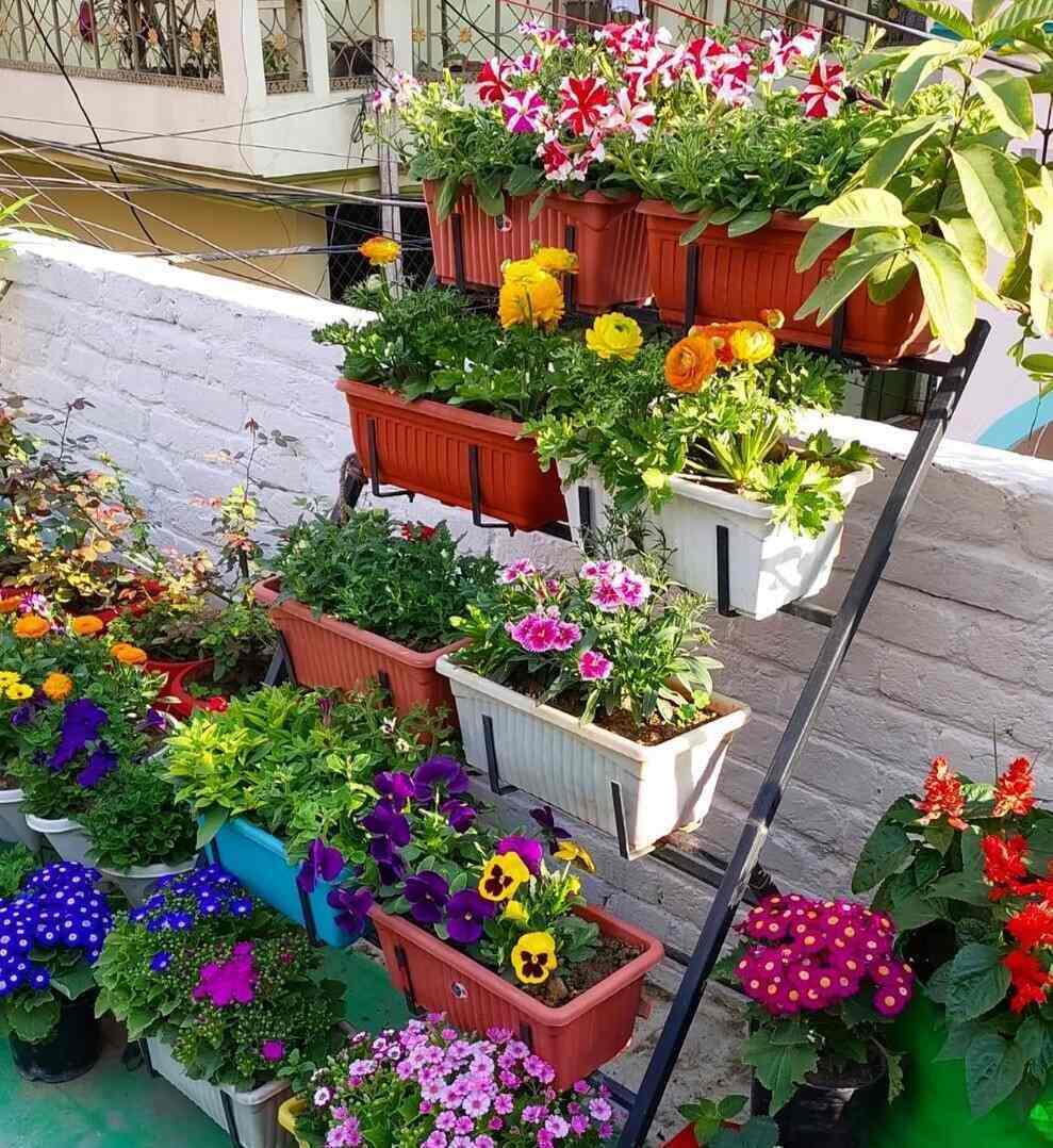 Top Green Tree Nursery Plant Nurseries in Delhi Best Green Tree