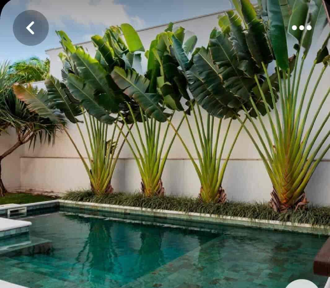 Top Green Tree Nursery Plant Nurseries in Delhi Best Green Tree