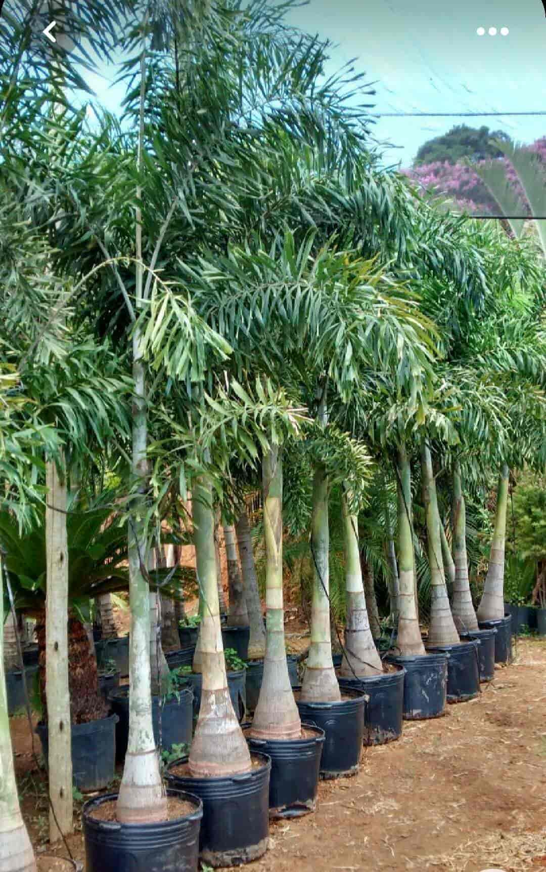 Top Green Tree Nursery Plant Nurseries in Delhi Best Green Tree