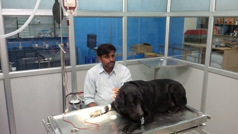 Pet Care Hospital in Dwarka Sector 7,Delhi - Best 24 Hours Veterinary Doctors in Delhi - Justdial Pet Care Hospital in Dwarka Sector 7,Delhi - Best 24 Hours Veterinary Doctors in Delhi - Justdial
