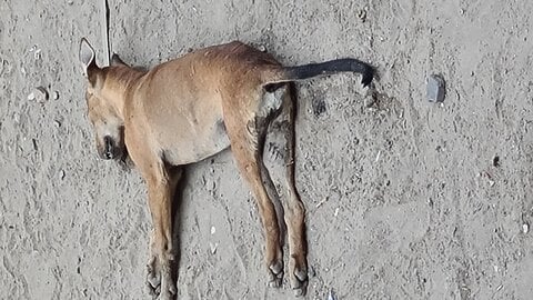 Ndmc Garbage Removal Insanitation Dead Animals in Delhi Ndmc Garbage Removal Insanitation Dead Animals in Delhi