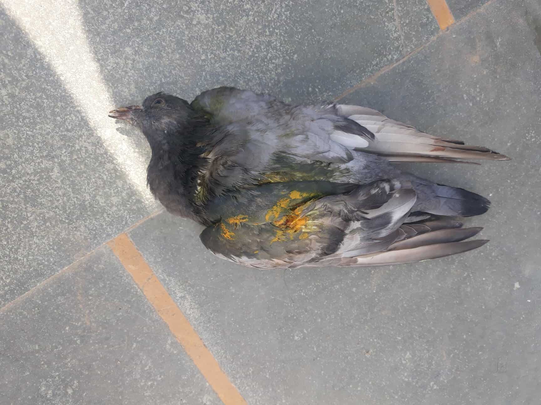 Charitable Birds Hospital in Navin Shahdarashahdara,Delhi Book