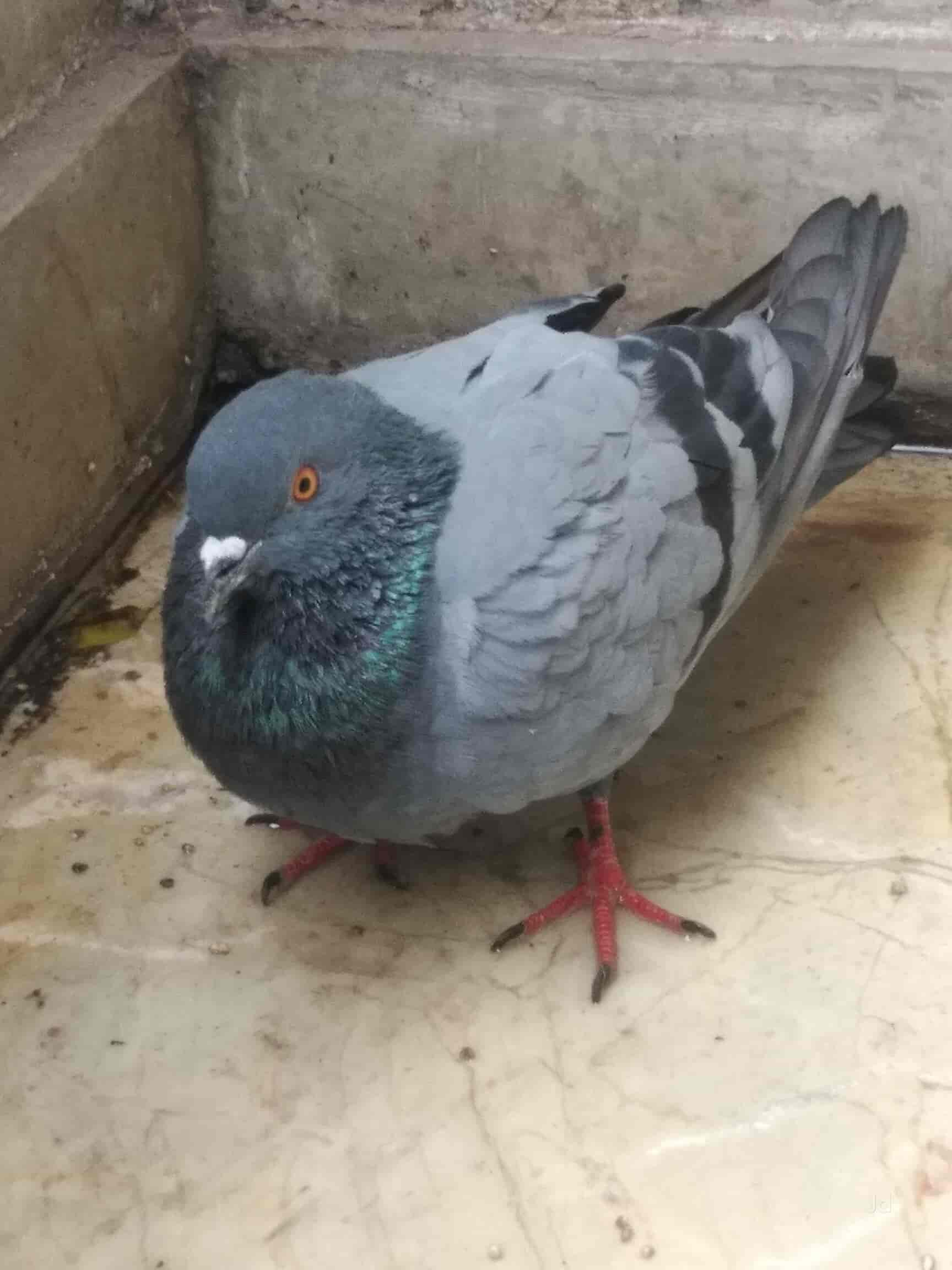 Charitable Birds Hospital in Navin Shahdarashahdara,Delhi Book