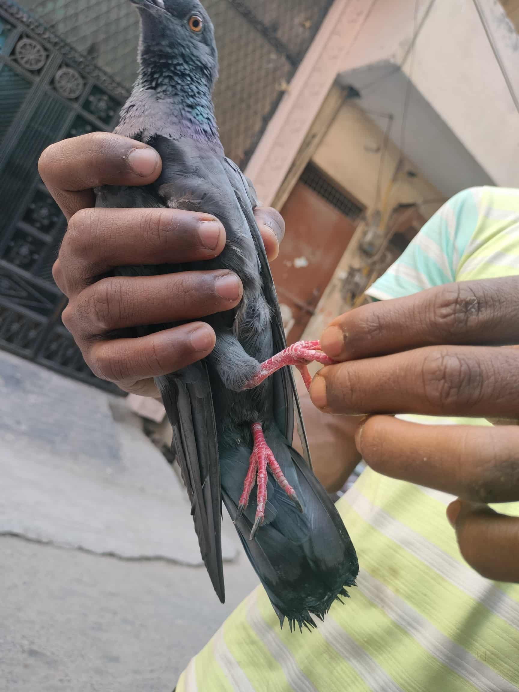 Charitable Birds Hospital in Navin Shahdarashahdara,Delhi Book