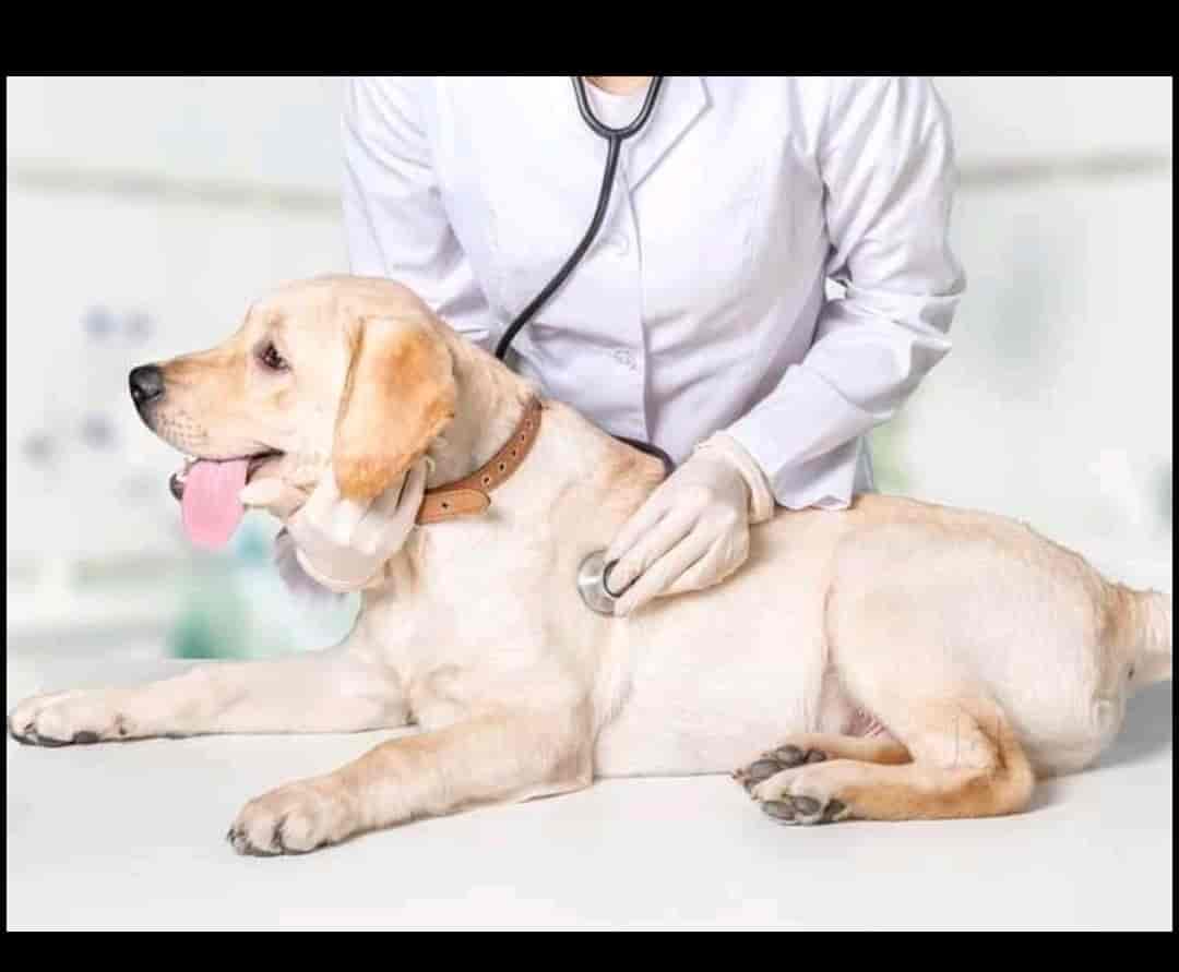 Dog clinic in shahdara cheap