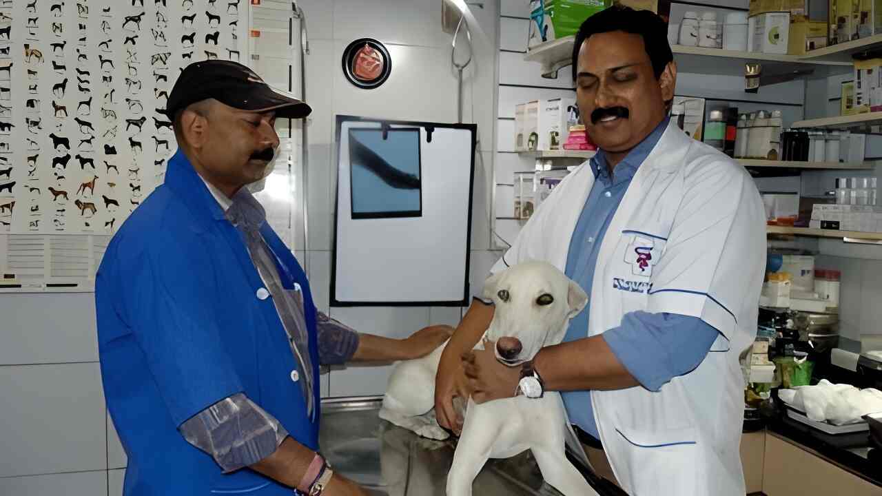 best doctor for dogs near me