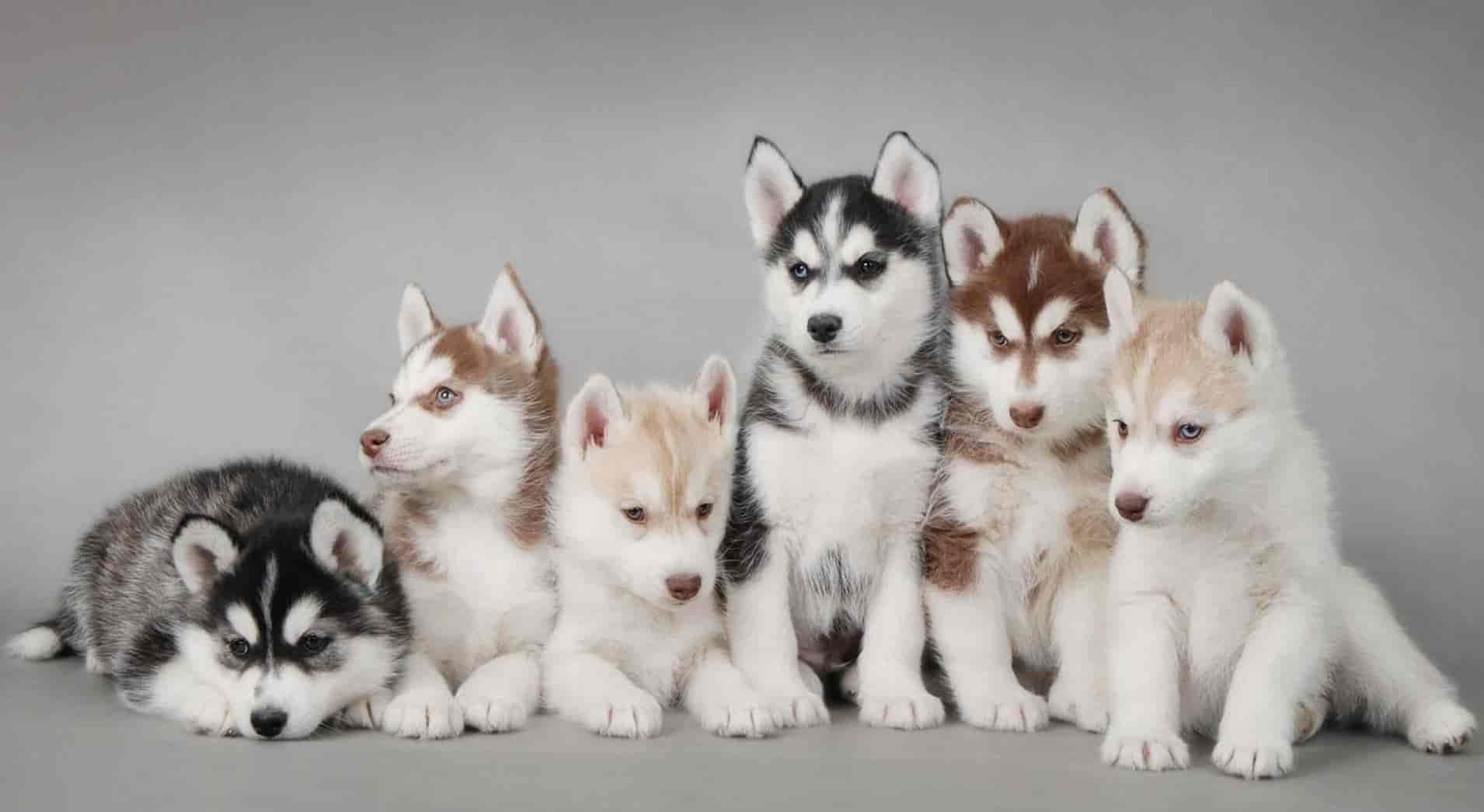 Top Pet Shops For Siberian Husky Dog in Naraina Best Siberian Husky Dog Dealers Delhi Justdial