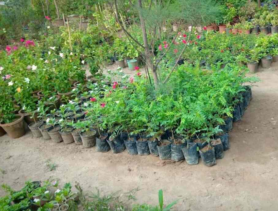 Sainik Nursery, Inderpuri Plant Nurseries in Delhi Justdial