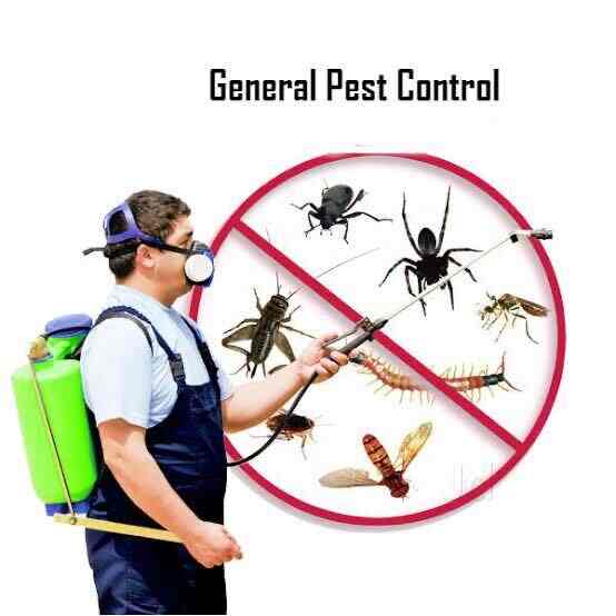 G K Pest Control Service in Vijay Enclave,Delhi Best Pest Control