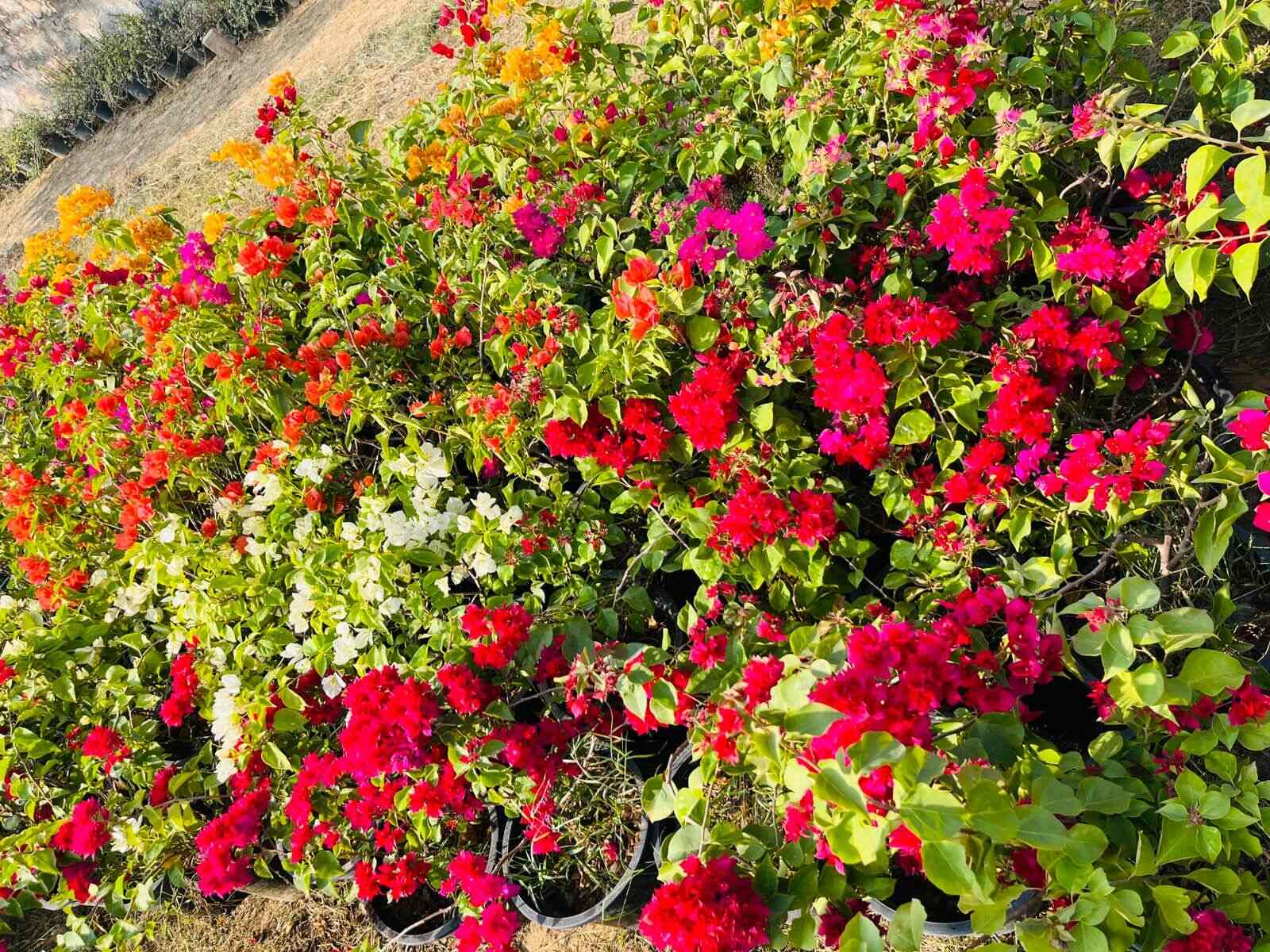 Top Plant Nurseries in Sohna Road,Gurgaon Best Government Plant