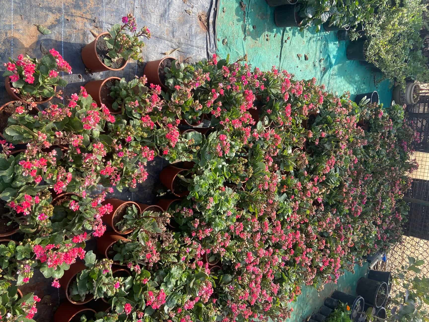 Top Plant Nurseries in Sohna Road,Gurgaon Best Government Plant