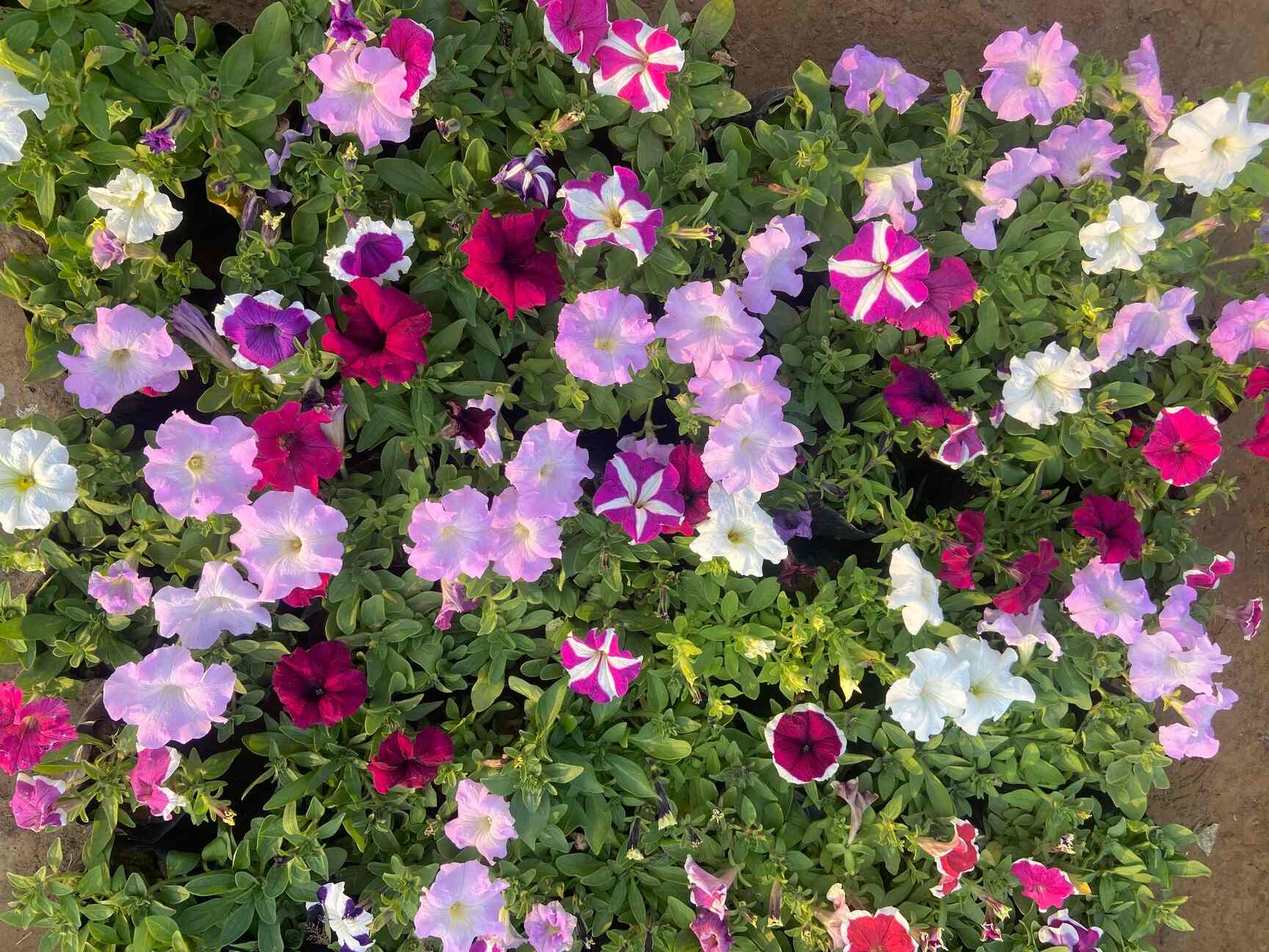 Top Plant Nurseries in Sohna Road,Gurgaon Best Government Plant