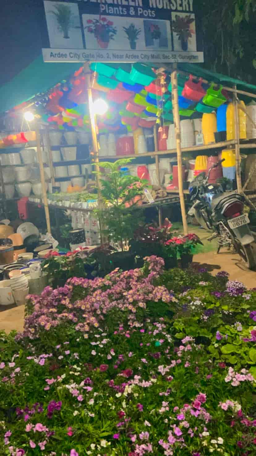 Top Plant Nurseries in Sohna Road,Gurgaon Best Government Plant