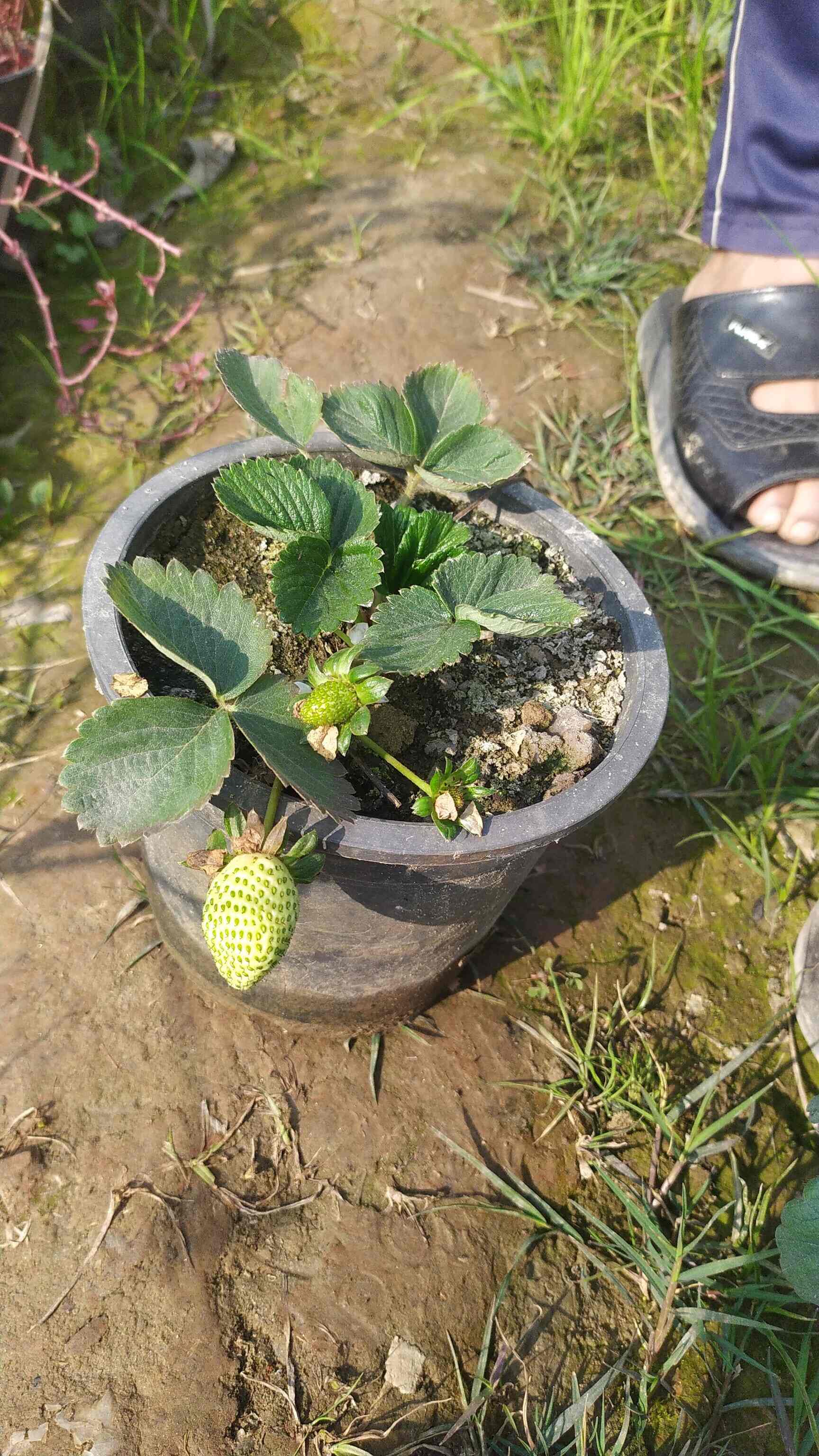 Top Plant Nurseries in Beta 1Greater Noida,Delhi Best Government