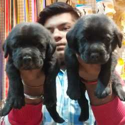 pet shop for dogs near me