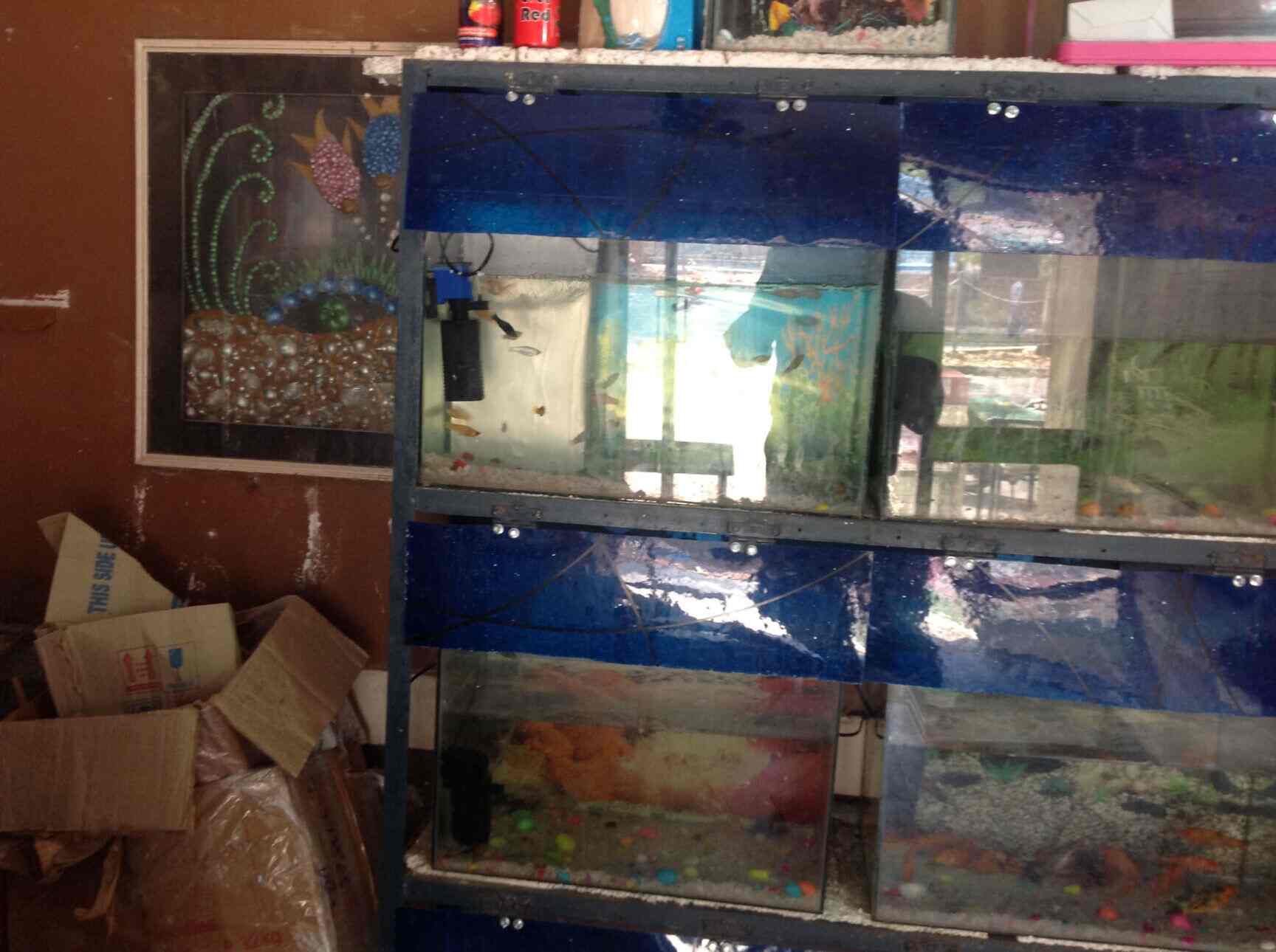 Fish aquarium clearance shop in rohini