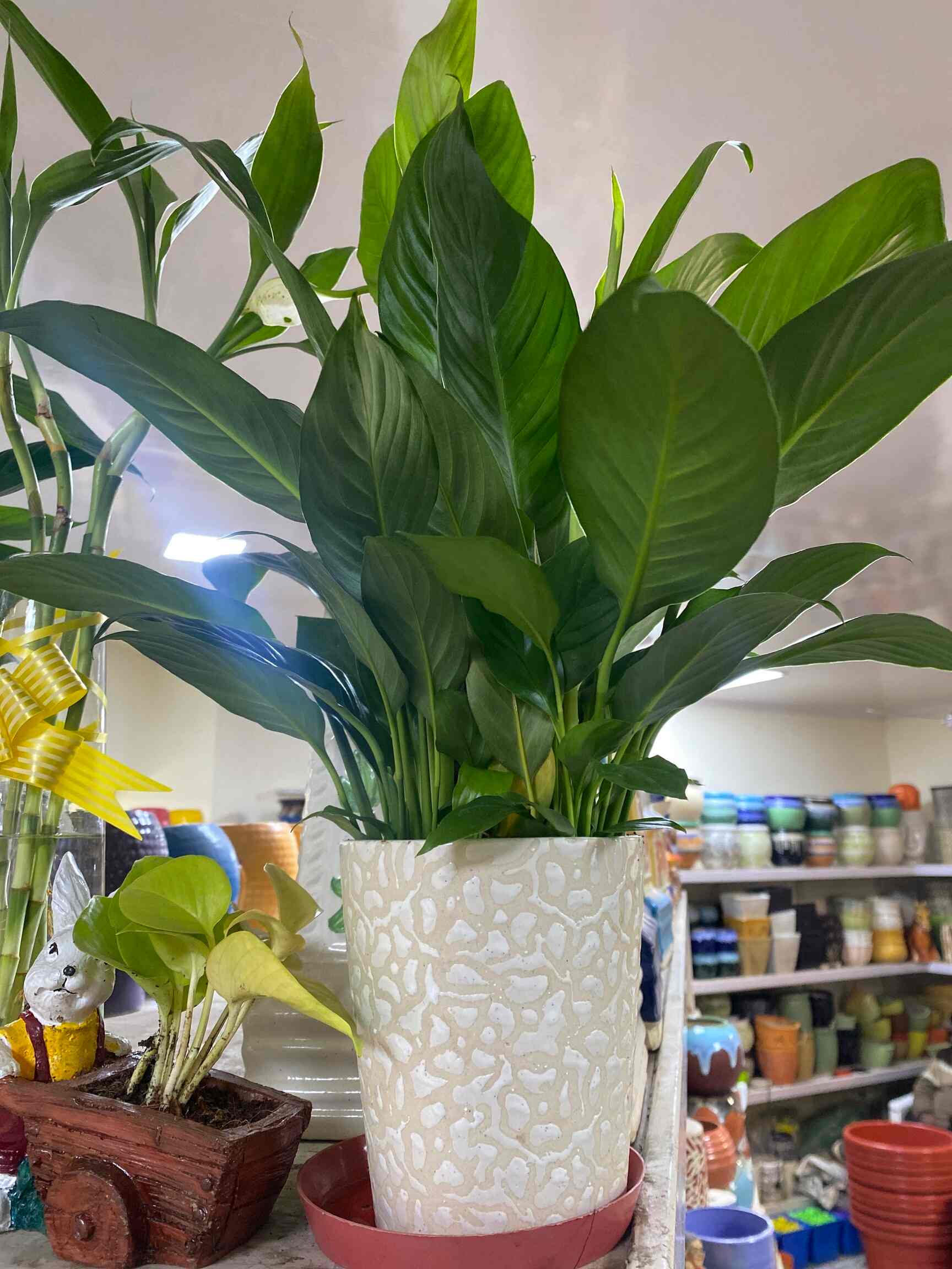 Top Plant Nurseries near Saini EnclaveAnand Vihar,Delhi Best