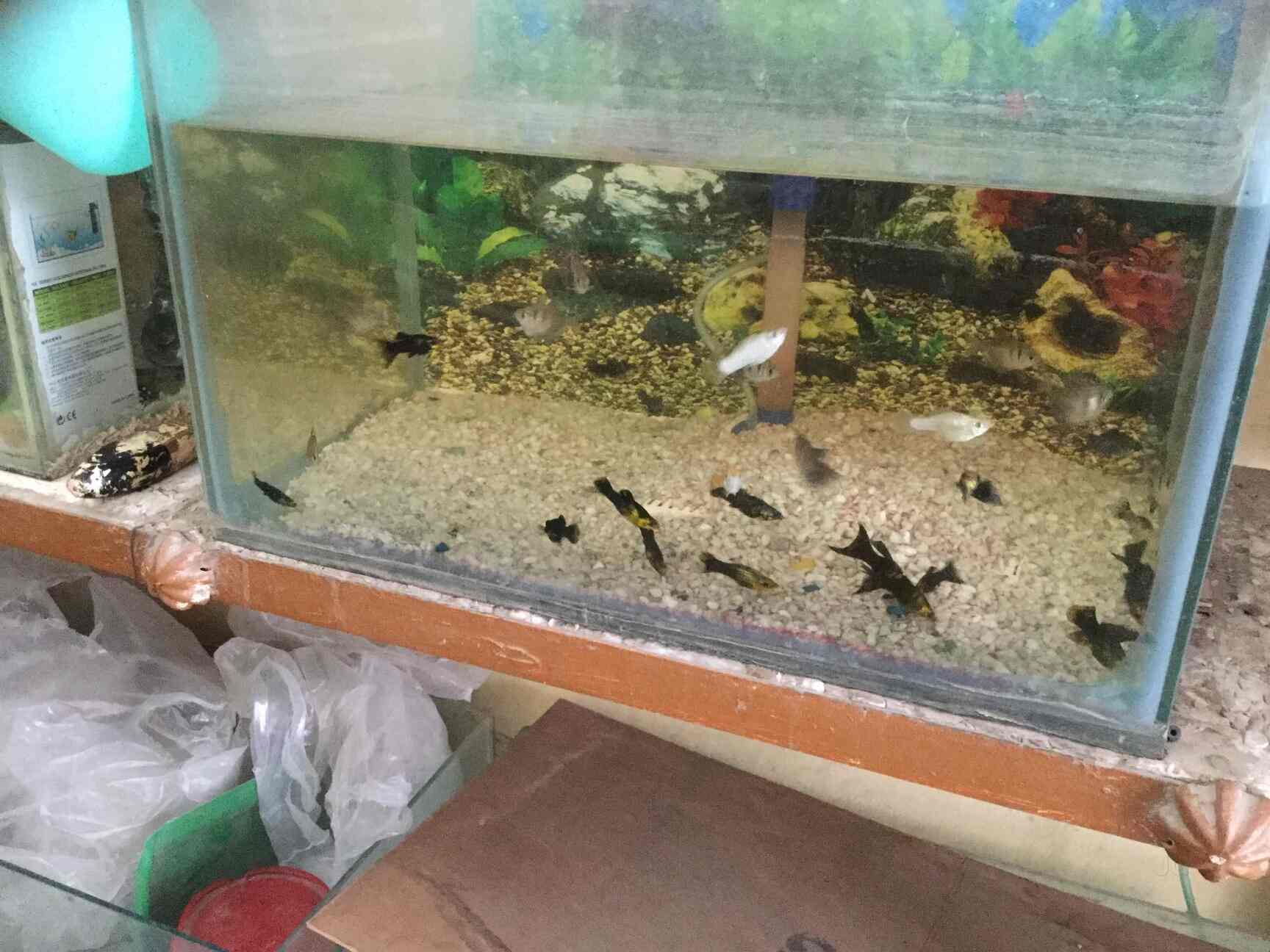 AR Fish Aquarium & Pet Shop in Uttam Nagar,Delhi Best Aquarium Fish