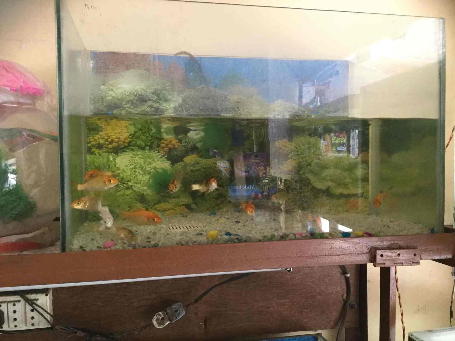 AR Fish Aquarium & Pet Shop in Uttam Nagar,Delhi Best Aquarium Fish