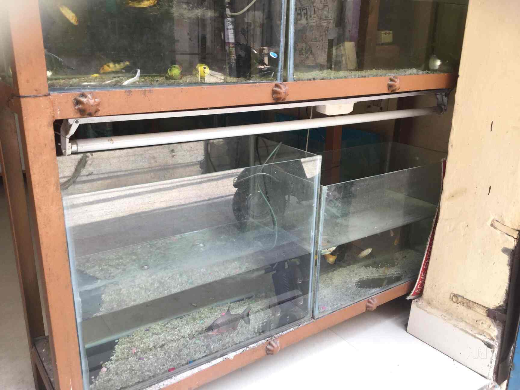 AR Fish Aquarium & Pet Shop in Uttam Nagar,Delhi Best Aquarium Fish