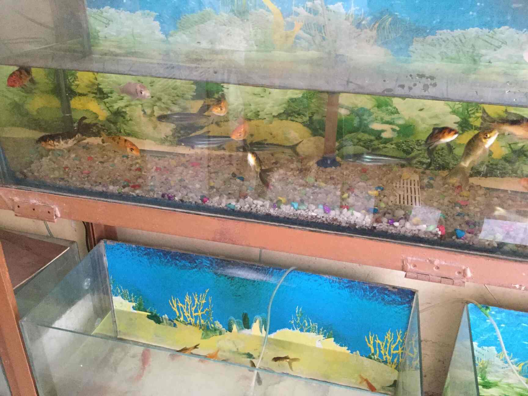 AR Fish Aquarium & Pet Shop in Uttam Nagar,Delhi Best Aquarium Fish