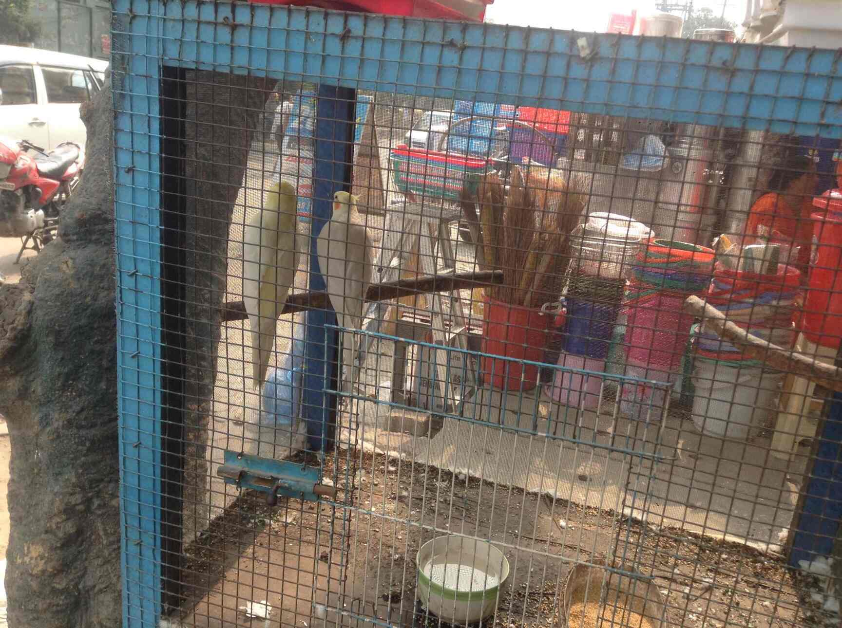 Top Pet Shops For Birds in Vaishali Sector 4 Best Bird Shops