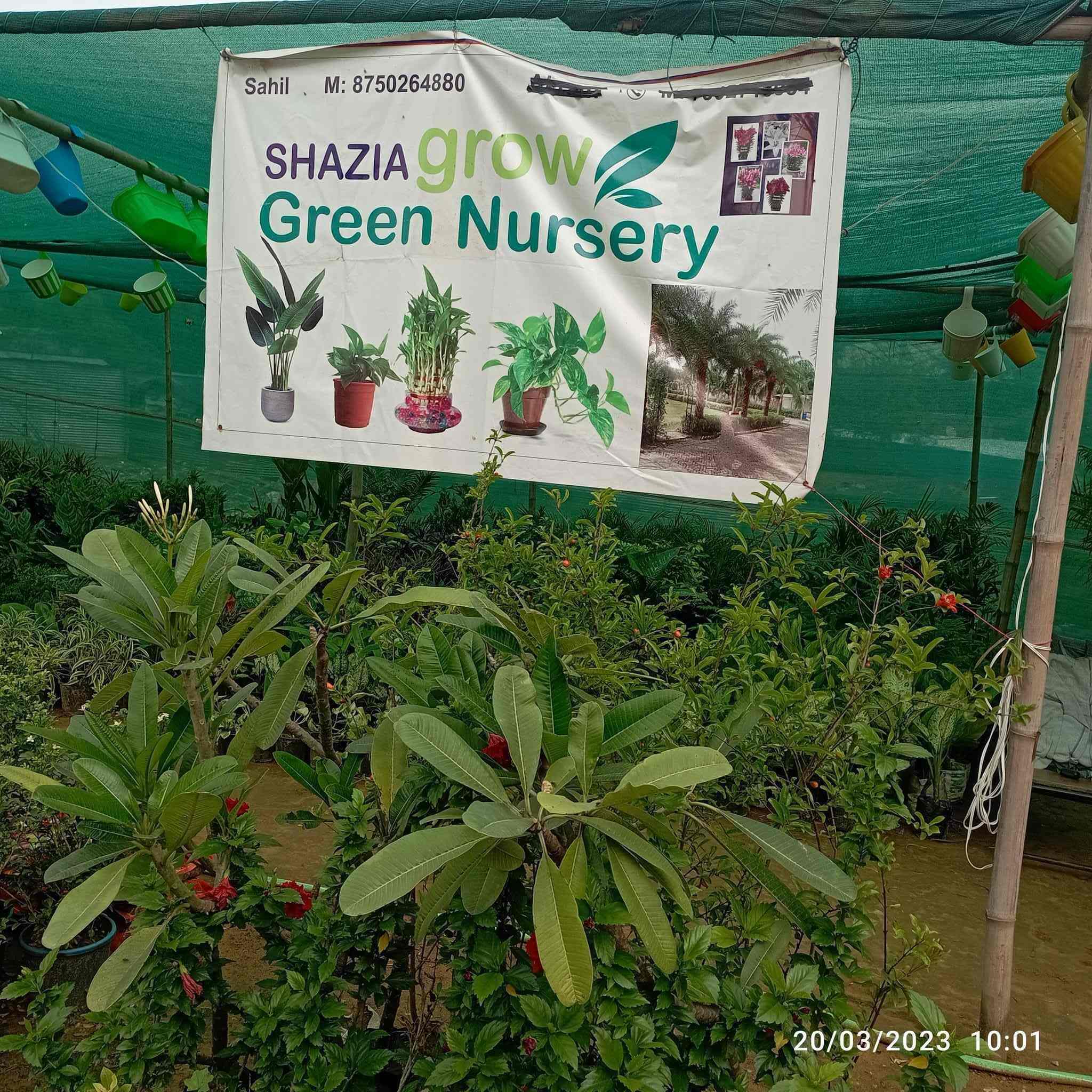 Top Plant Nurseries in Sohna Road,Gurgaon Best Government Plant