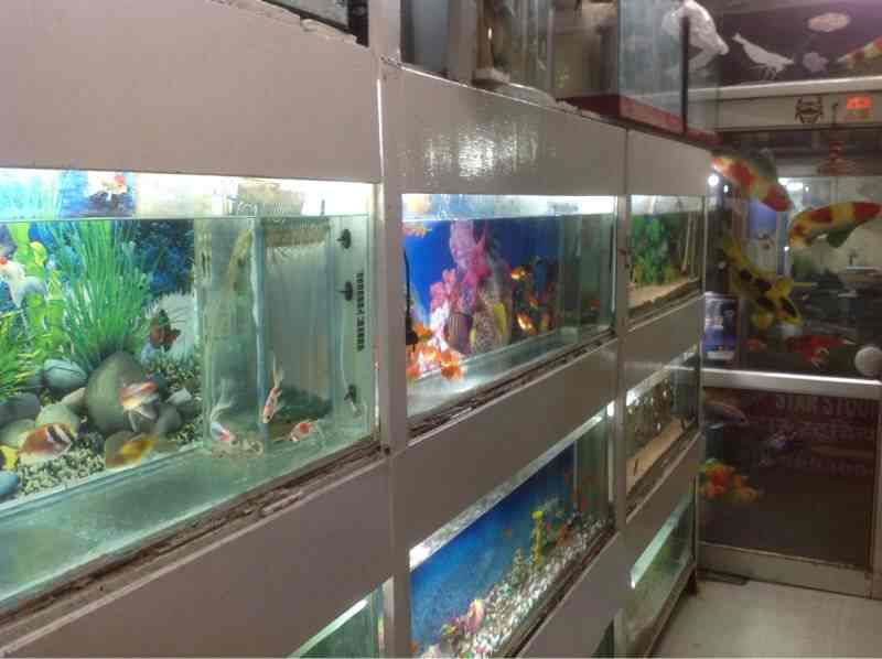 Mittal Fish Aquarium Shop Mayur Vihar Phase 3 Aquarium Fish Dealers In Delhi Justdial