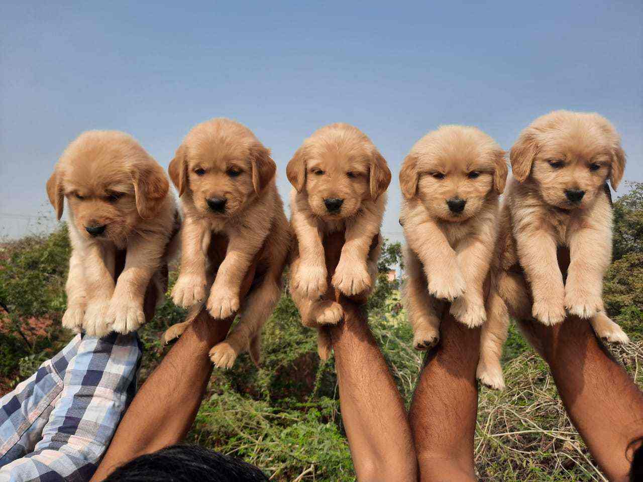 Alley Country World Pets, Gurgaon Sector 94 Pet Shops For Dog in