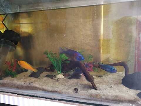 Pets Empire in Near Pahwa Hyundai,Delhi - Best Aquarium Fish Dealers in  Delhi - Justdial