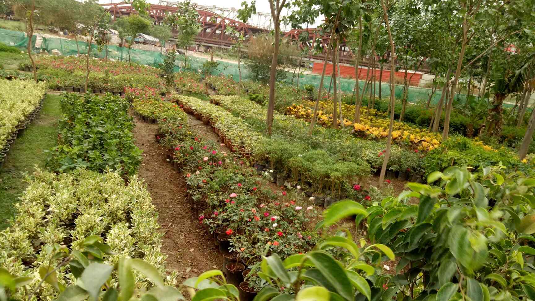 Top Plant Nurseries near Saini EnclaveAnand Vihar,Delhi Best