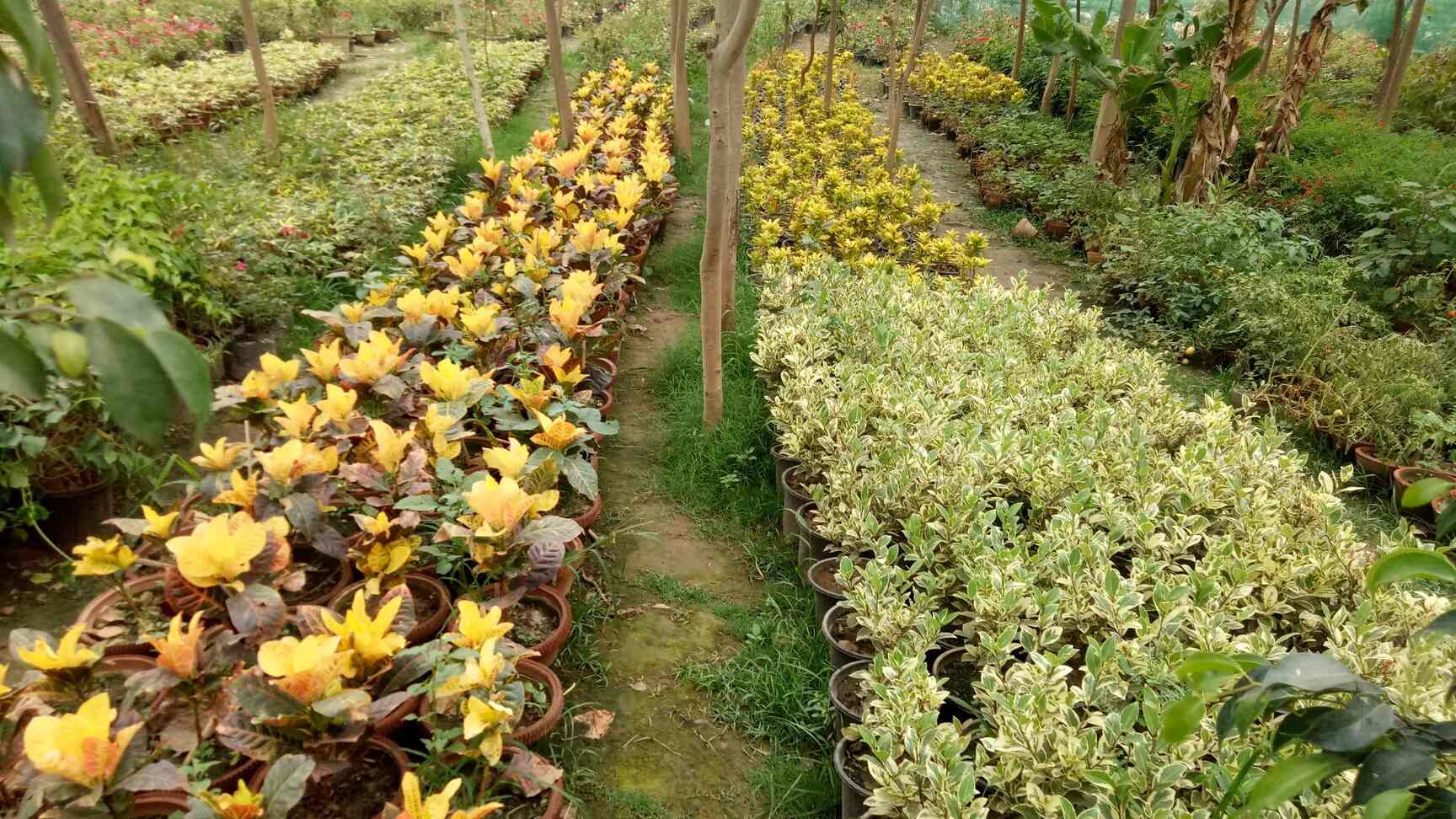 Top Plant Nurseries near Saini EnclaveAnand Vihar,Delhi Best