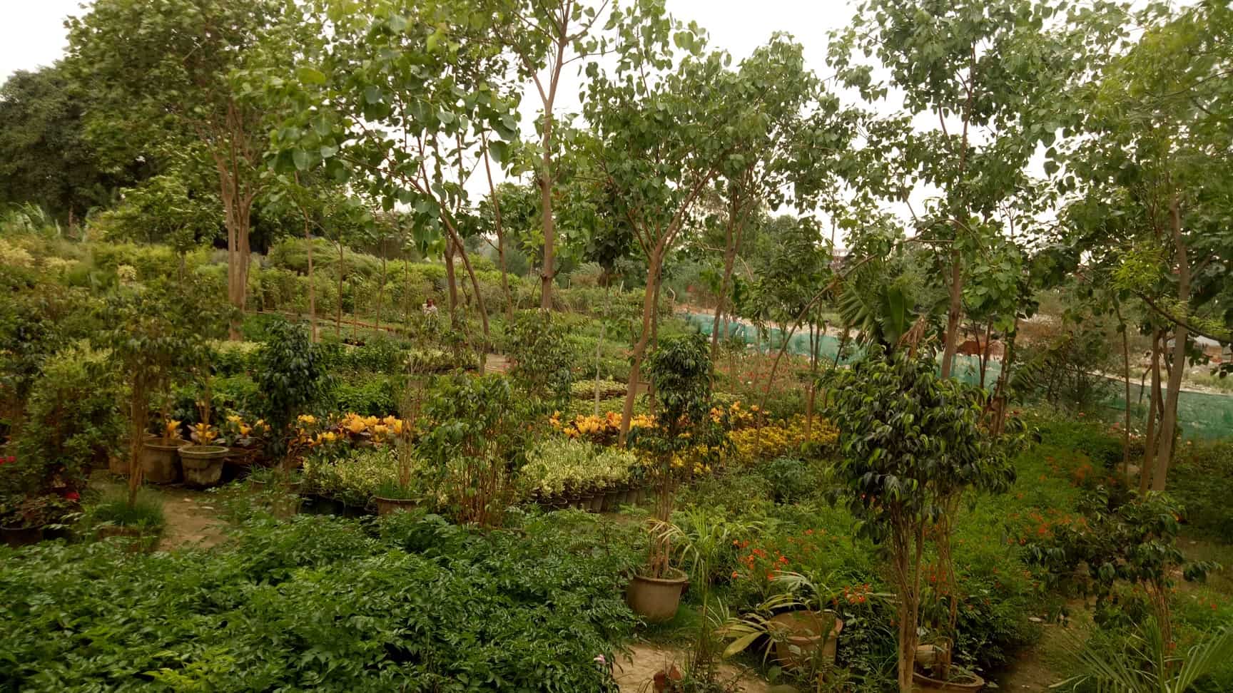 Top Plant Nurseries near Saini EnclaveAnand Vihar,Delhi Best