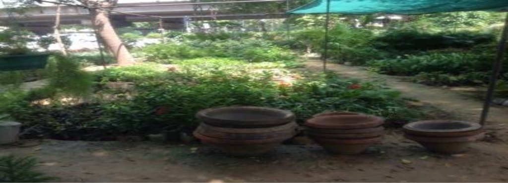 Greenview Nursery Chattarpur Plant Nurseries In Delhi Justdial Greenview Nursery
