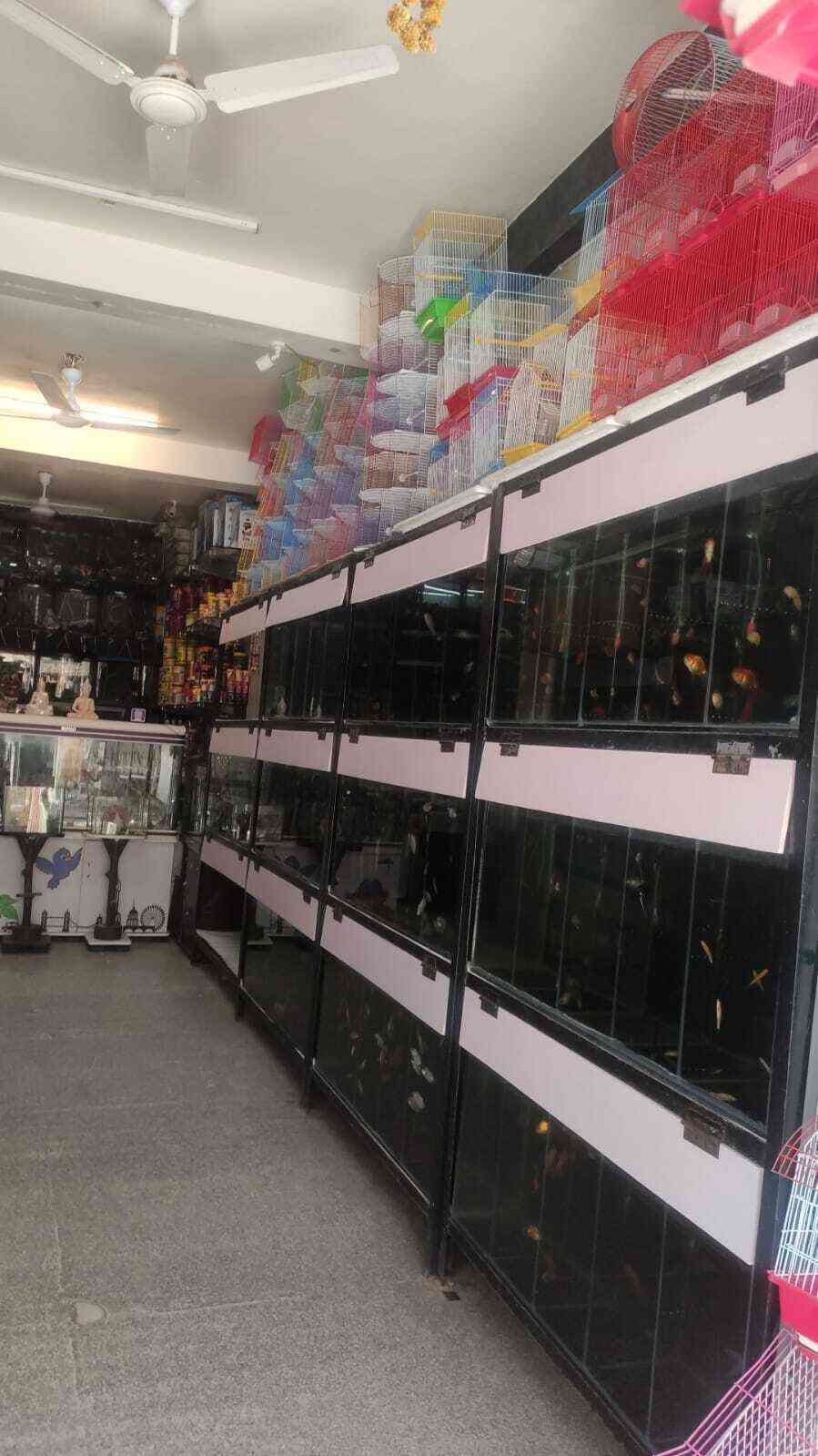 Waterqueen Quariums 2 in Uttam Nagar West,Delhi Best Aquarium Fish